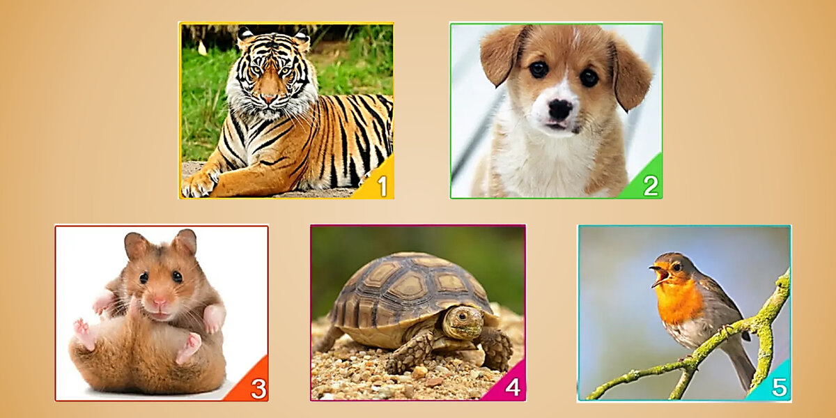 Быстрый тест «Ваше животное». Выбери себе животное и узнай, что может вызвать у тебя стресс