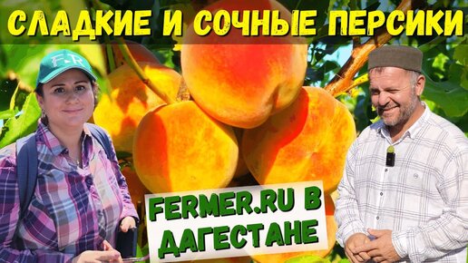 15 тонн персиков. 700 деревьев на трёх гектарах. Персики Гаджи. Небольшой персиковый сад в Дагестане