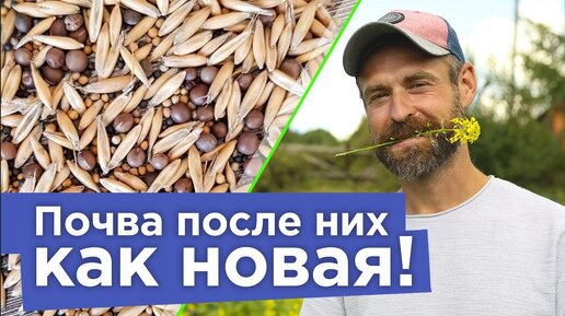 Download Video: Три сидерата заменят камаз удобрений! В сентябре всегда сею их в огороде