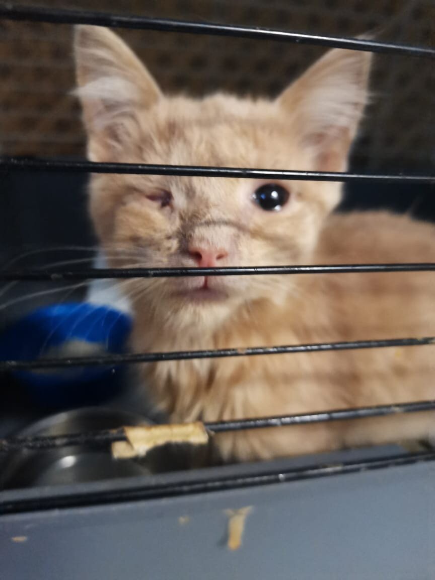 Котенок Вася