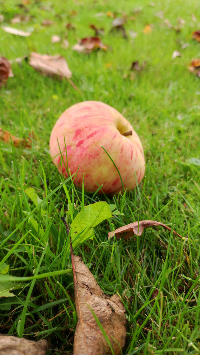Потихоньку начинаем собирать урожай. Яблок в этом году не очень много