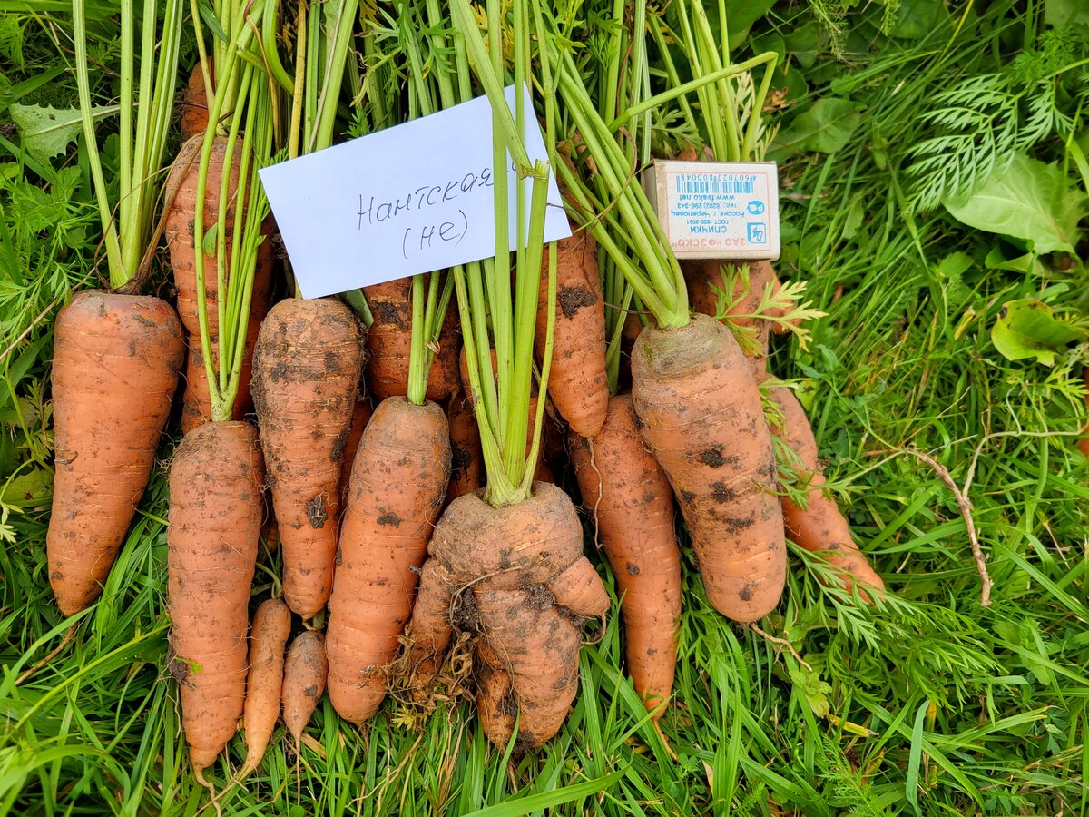 Морковь в огороде. Морковь 2023. Морковь в огороде. Морковь растение. Морковь 2023.