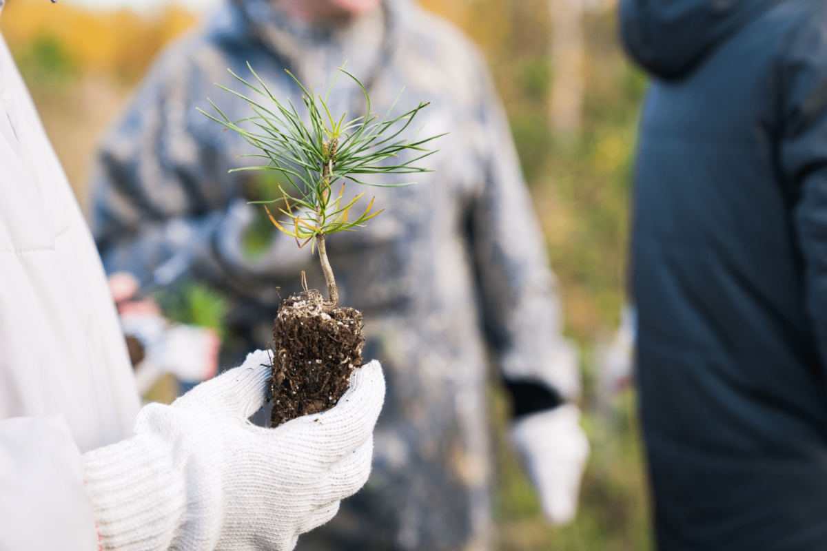    Югорчане присоединились к акции «Сохраним лес»
