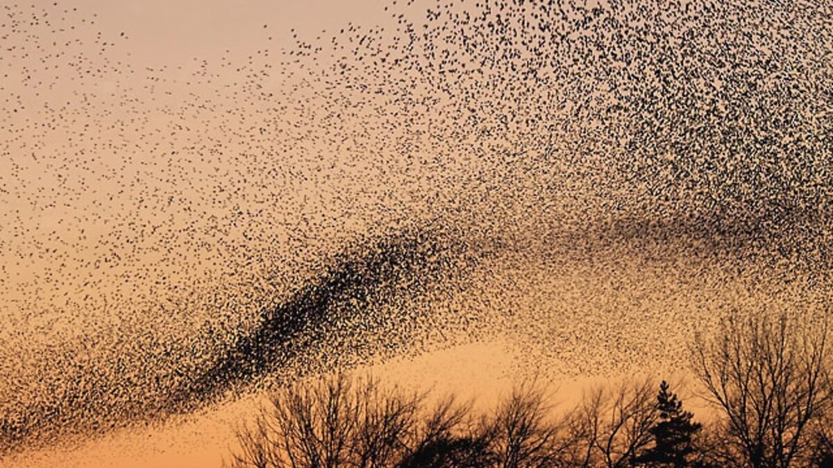     В небе над Хакасией заметили необычное явление — мурмурацию. Рассказываем и показываем, что это такое.