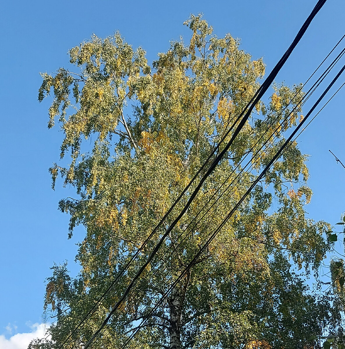 Чтоб глаз отдохнул..