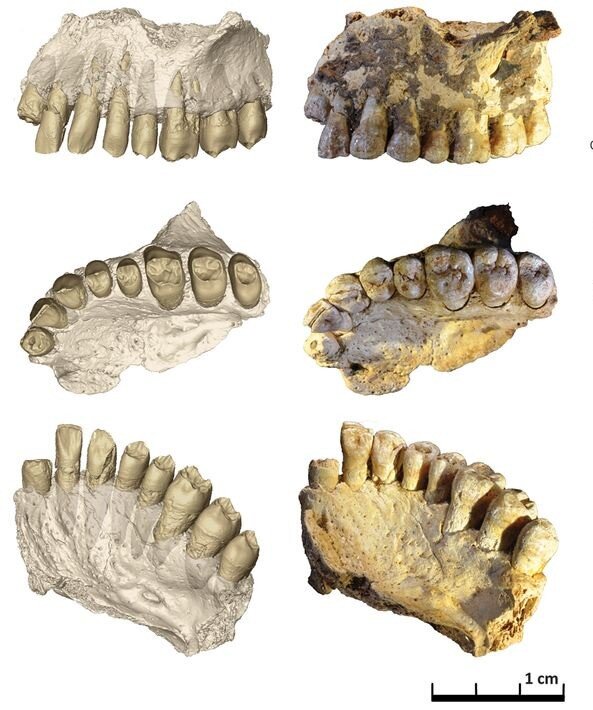   Israel Hershkovitz et al. / Science, 2018