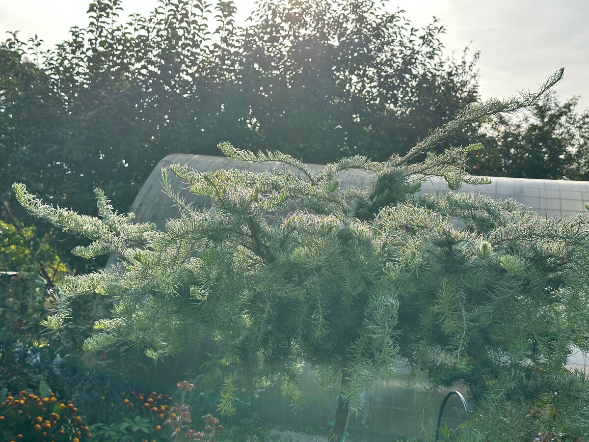 Не уверен, что фотография информативно передает, но поясню: раннее утро и лиственница серебрится, потому что мокрая от росы.