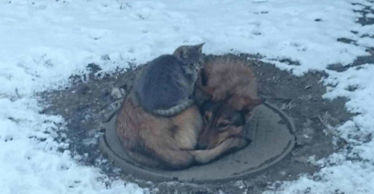 Нет, эти двое не с нашего теплового люка. Нашла фотографию на сайте  faktovik.ru