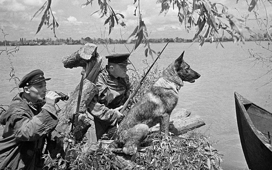 Собаки герои войны фото