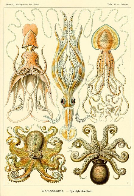 Chiroteuthis Veranyi (Férussac) = Chiroteuthis veranyi (Férussac, 1835), from below Histioteuthis Rüppellii (Verany) = Histioteuthis bonnellii (Ferussac, 1835), from above Pinnoctopus cordiformis (Gaimard) = Pinnoctopus cordiformis Quoy & Gaimard, 1832, from above Octopus vulgaris (Lamarck) = Octopus vulgaris Cuvier, 1797, from above Octopus granulatus (Lamarck) = Octopus vulgaris Cuvier, 1797, from below
 