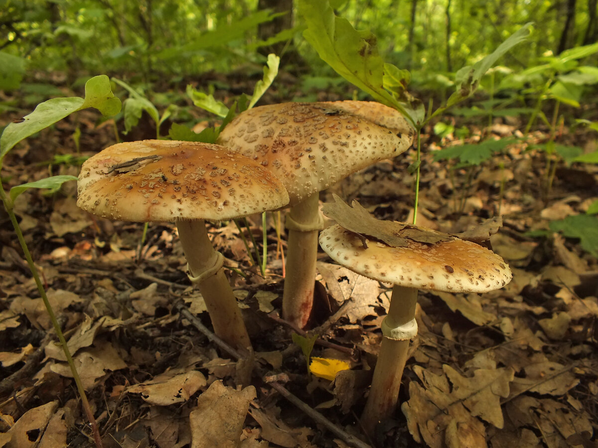 (фото Иван Матершев)