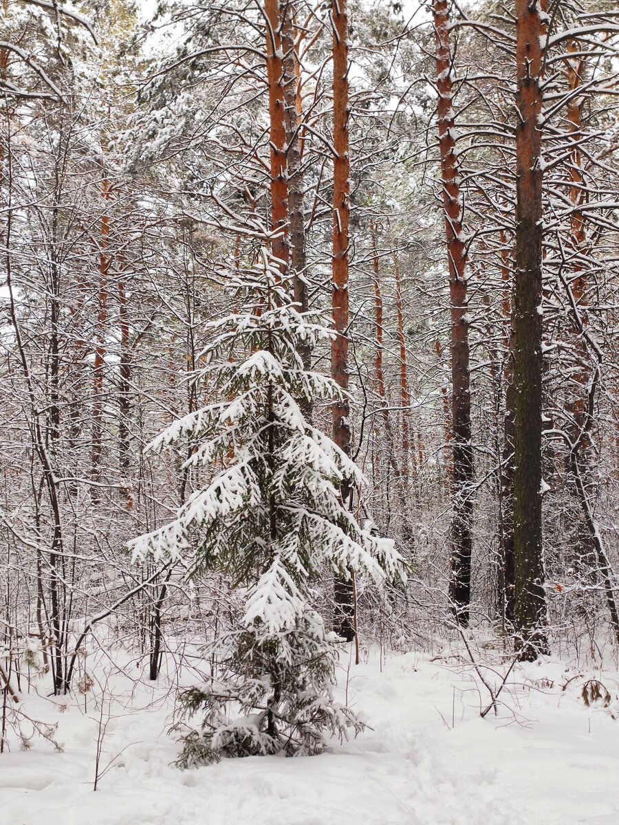 Маленькой елочке не холодно зимой! Этой зимой никому не холодно :)