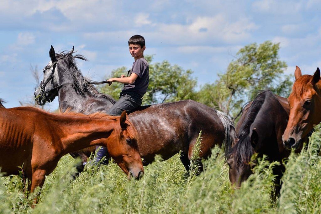 Всадник колхоз лошадь