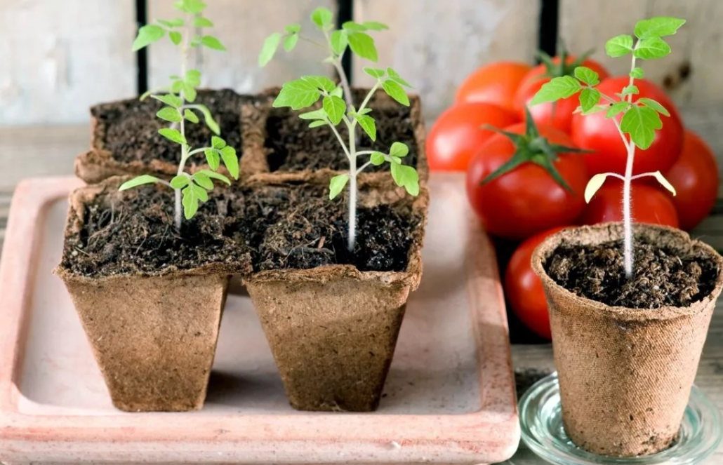 Посадка рассады Томатов