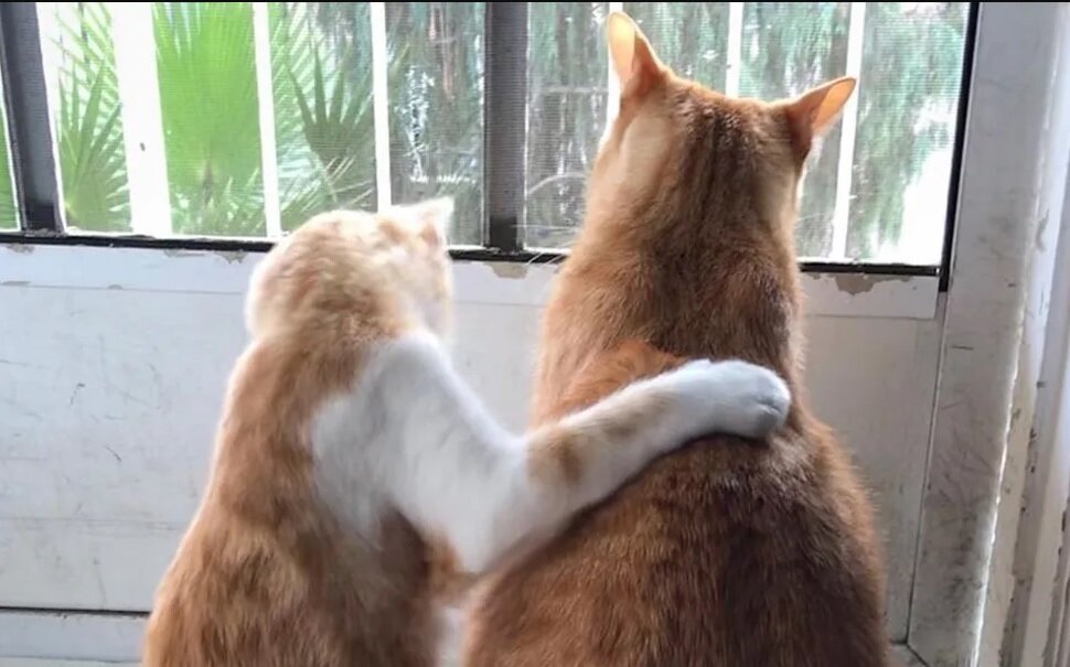 Фото: Justin, Kristin LaRose @fur_force_five