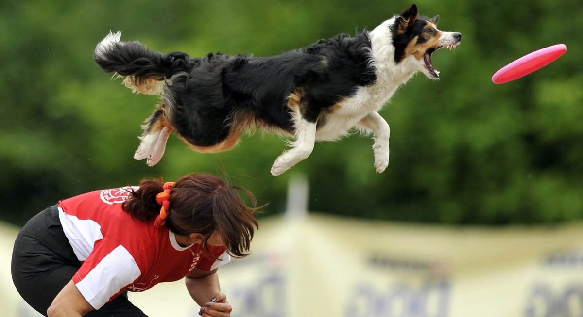 "Трудяги" готовы без устали приносить мяч или палку