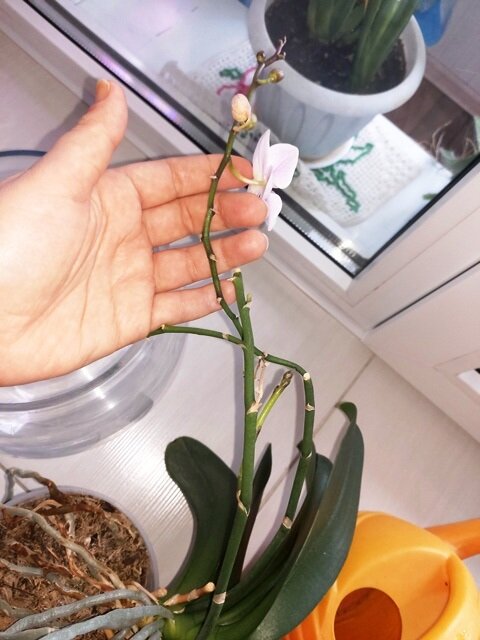 Пересадка орхидеи в марте