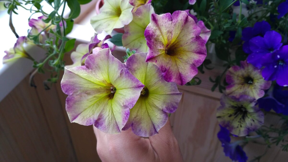 Загадочный сорт Crazytunia Moonstruck в зависимости от освещения и времени года выдаёт цветы разной яркости