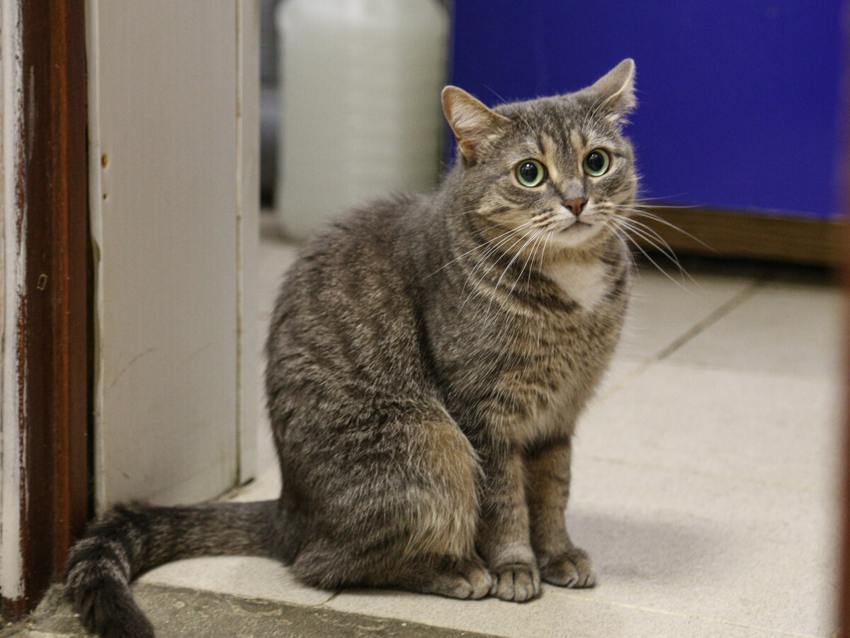 Яндекс Картинки