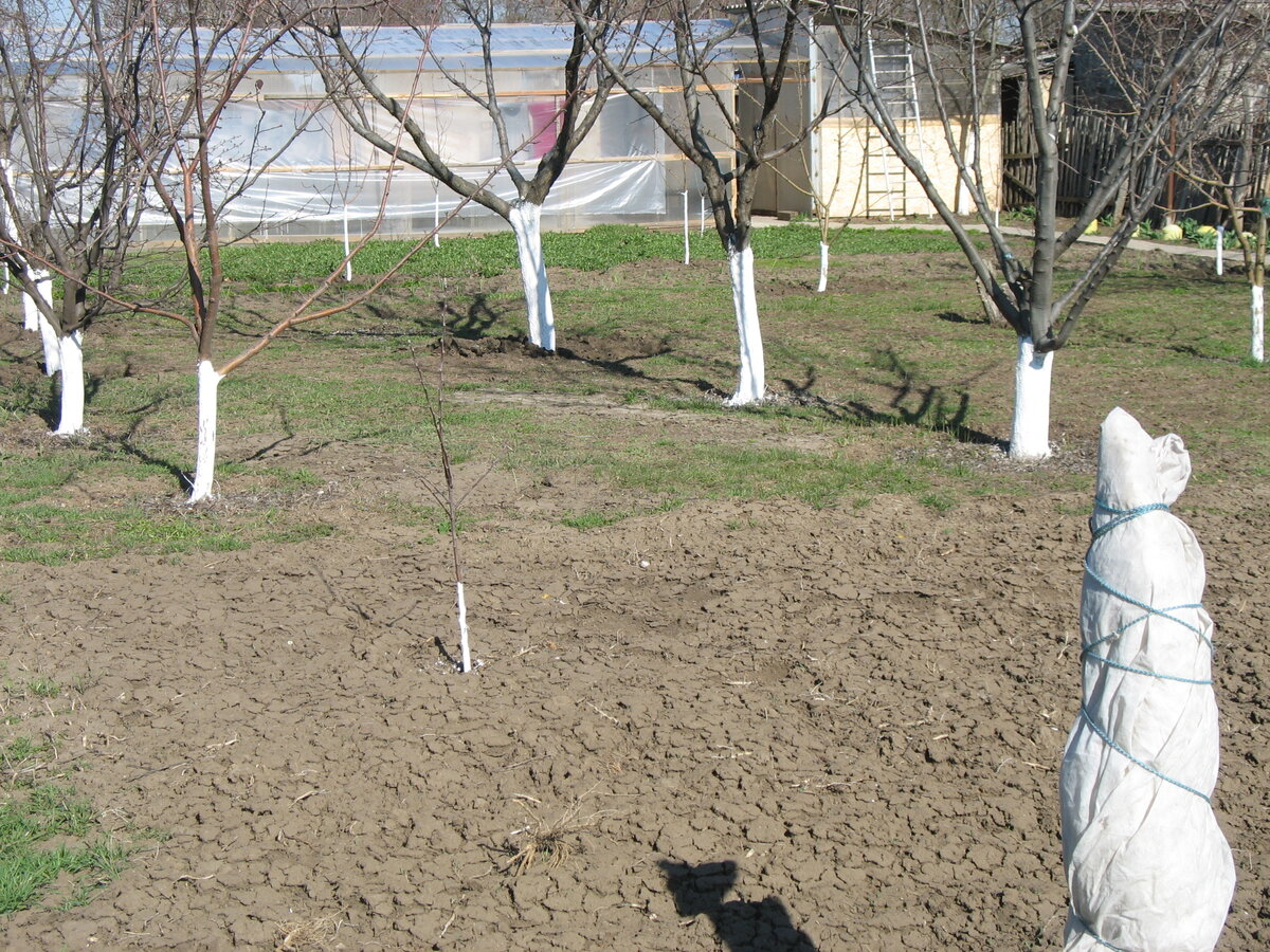 В нашем саду 16 деревьев от года до трёх лет. 12 деревьев до 6 лет. Эти деревья (которым 5,6 лет и они дают хорошие урожаи черешни,вишни, слив ( три сорта), абрикос, айвы, яблок (три сорта). Яблонёк досадили ещё два сорта.Укутана в нетканку, на переднем плане, деревцо инжира. Посадил в прошлом году.