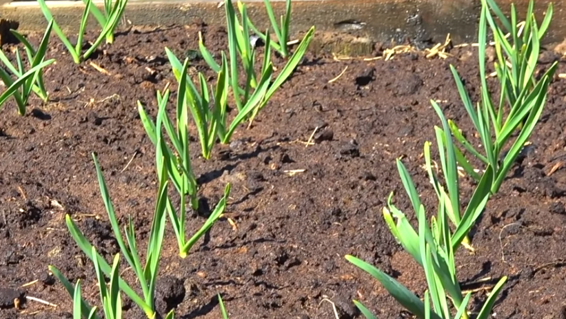 Чеснок 5-7 см.