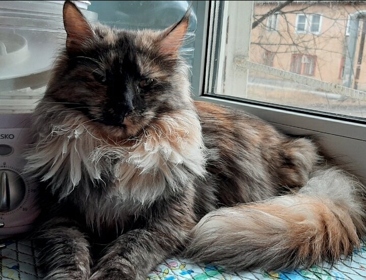 Ммррр-мрряя-мрууу-мррр....