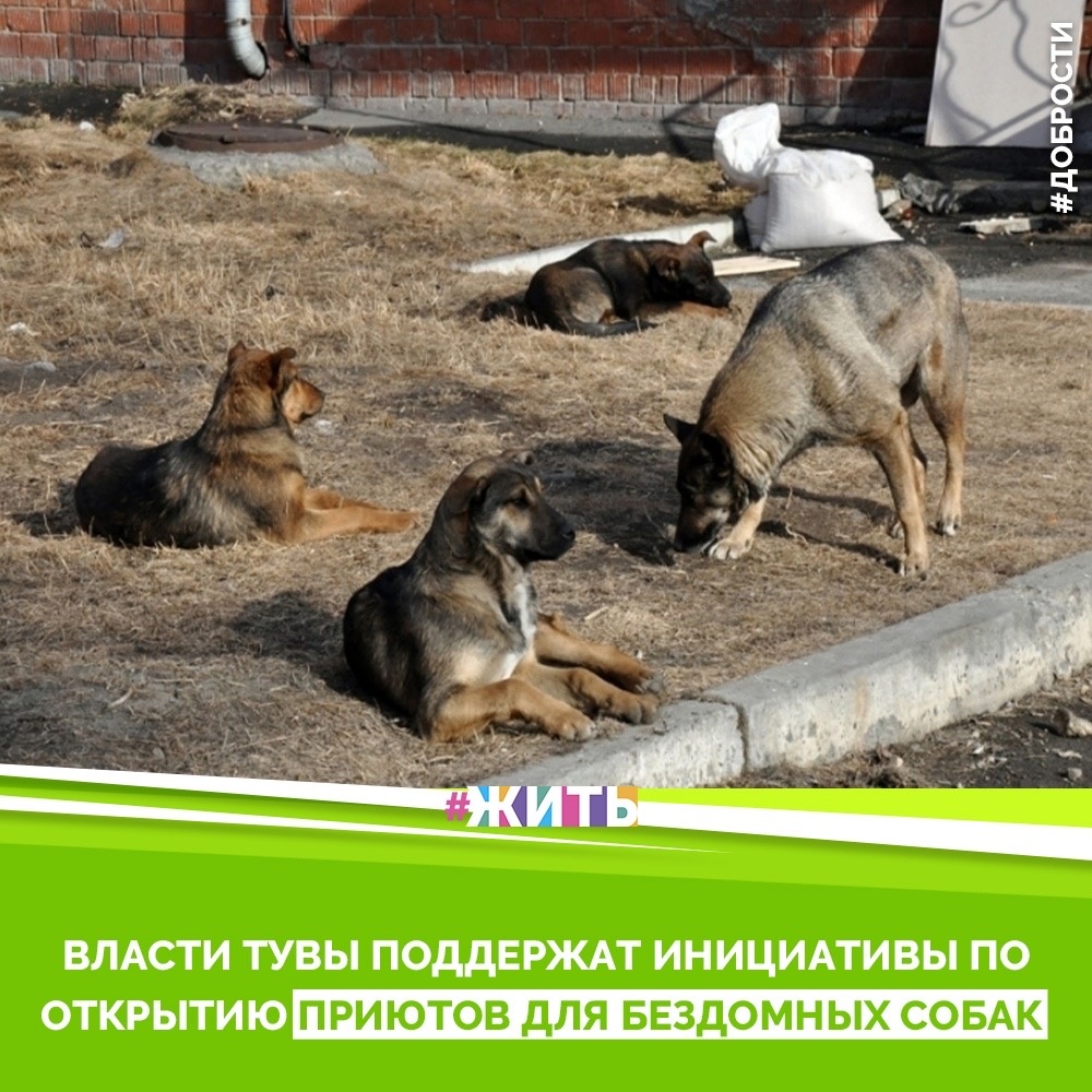 Рубрика "Добрости" ❤️😁

ВЛАСТИ ТУВЫ ПОДДЕРЖАТ ИНИЦИАТИВЫ ПО ОТКРЫТИЮ ПРИЮТОВ ДЛЯ БЕЗДОМНЫХ СОБАК

В ближайшее время в республике должны быть открыты пять приютов для бездомных собак и кошек. Их открытие предполагается в Кызыле, Чадане, Шагонаре, а также в таких крупных селах, как  Кызыл-Мажалык и Самагалтай. Как сообщает пресс-служба регионального правительства, в столице республики уже появился предприниматель, который вложит один миллион рублей в организацию приюта. Такие инициативы власти готовы всячески поддерживать, утверждает вице-премьер Валентин Ендан.

По его словам, министерство сельского хозяйства и продовольствия Республики Тыва разработало законопроект, по которому полномочия по отлову и содержанию безнадзорных животных предполагается передать органам местного самоуправления. В настоящее время федеральным законодательством они закреплены за региональными властями.

Сегодня в Туве насчитывается более 3 000 бездомных собак, из них около 1,5 приходится на город Кызыл.

#жить #проектжить #добрости