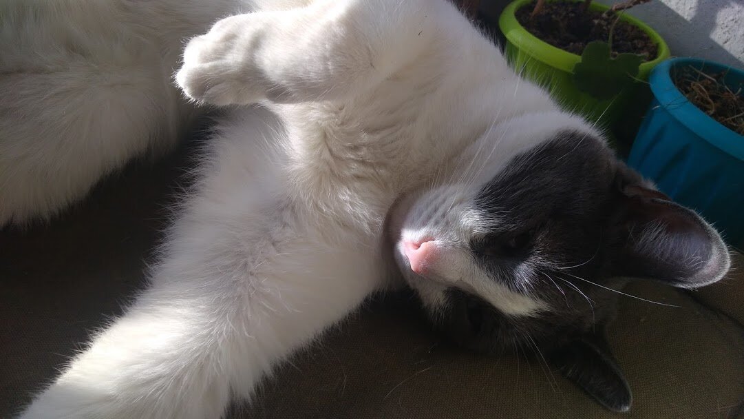 Котэ уже во всех позах полежал на солнце и готов к новым подвигам