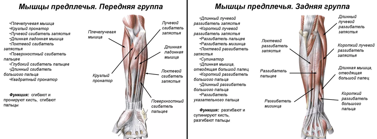 Увеличиваем объем и силу предплечий: эффективные упражнения и тренировочные схемы