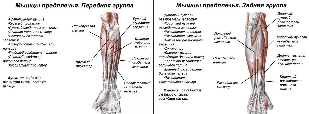 Группы предплечья. Мышцы предплечья задняя группа. Мышцы предплечья задняя группа глубокий слой. Супинатор задней группы мышц предплечья. Глубокий слой передней группы мышц предплечья.