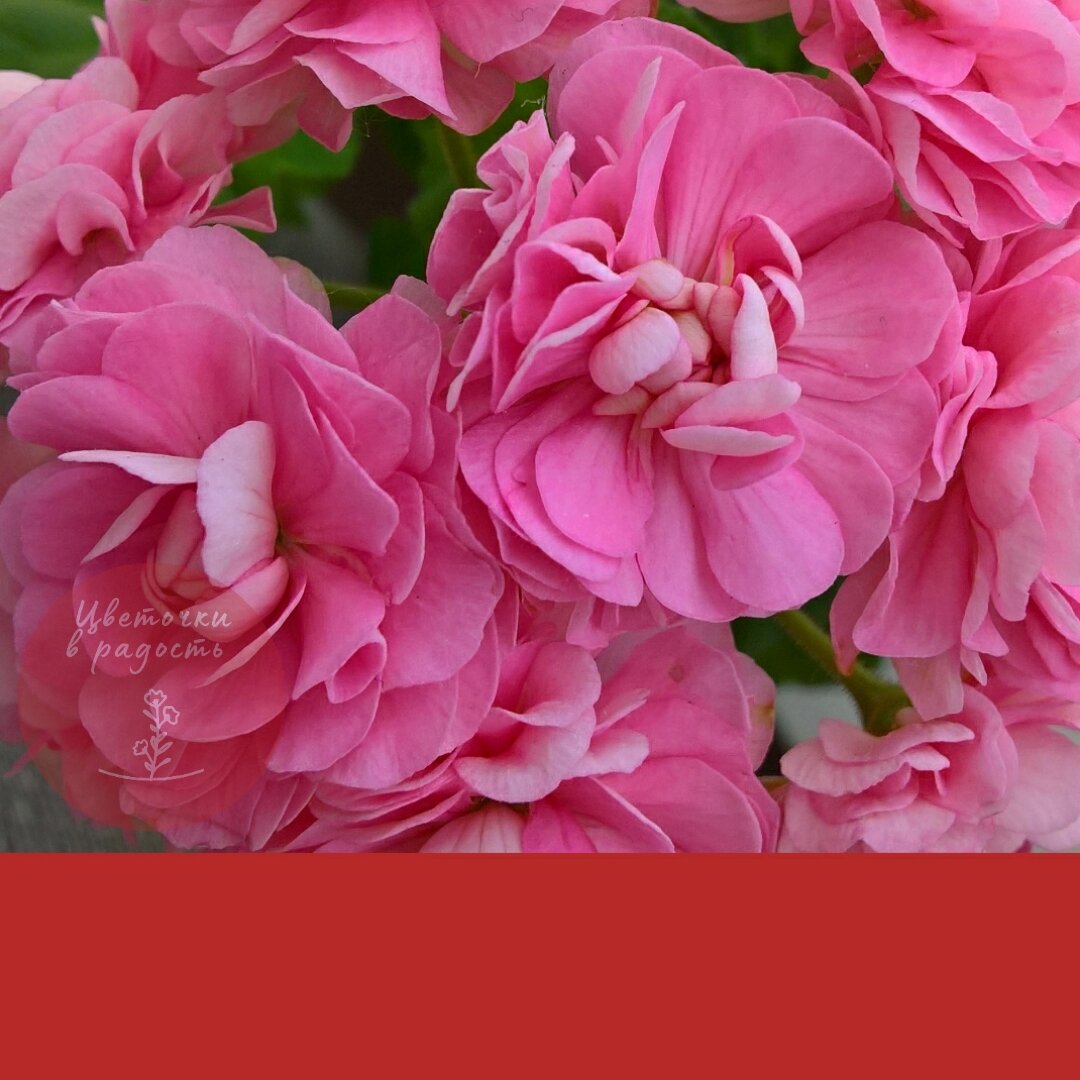 Australien Pink Rosebud