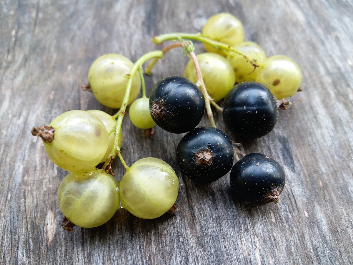 Смородина Изумрудное ожерелья, выращенная на экспериментальном участке нашего интернет-магазина чудогрядка.рф. Фото: Алексей Володихин