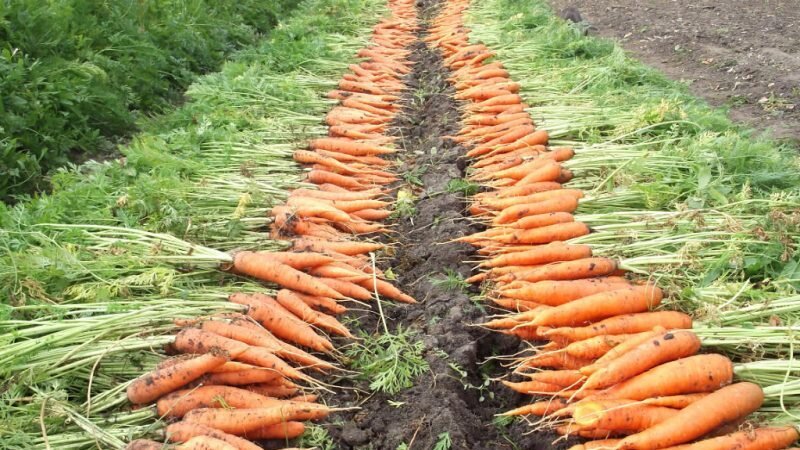 Четыре способа получить ранние всходы моркови