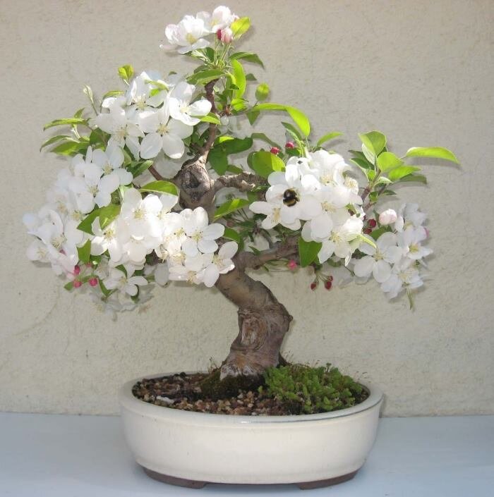 Цветущая Яблоня