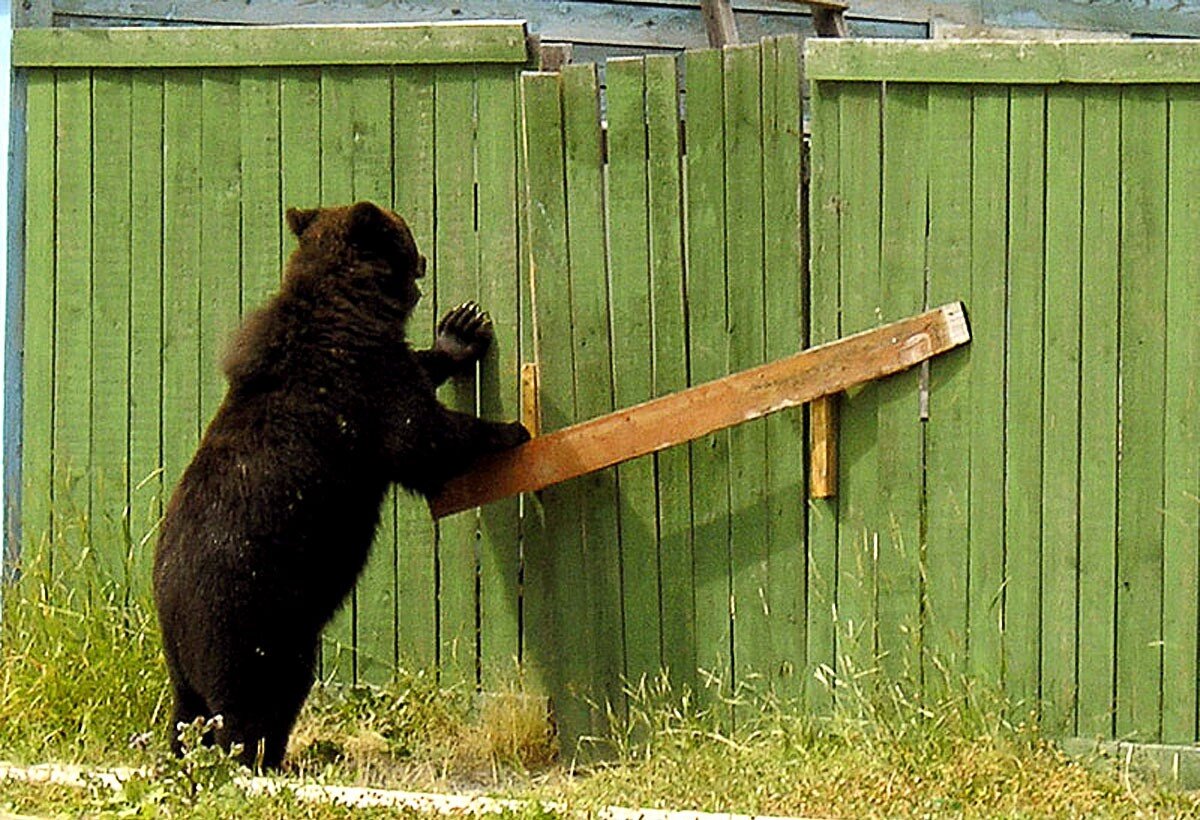 
Мужчина взял топор и распахнул ворота: «Кто там хулиганит?» На него смотрела медведица. Лесник отшатнулся от страха— еще ни разу он не встречался в косолапым нос к носу. Но медведица не нападала. Она сделала несколько шагов в сторону леса и оглянулась на человека, словно приглашая следовать за собой. Лесник оставался на месте — ноги словно онемели. Медведица еще сделала несколько шагов. И снова оглянулась. Коротко зарычала: мол, иди за мной…