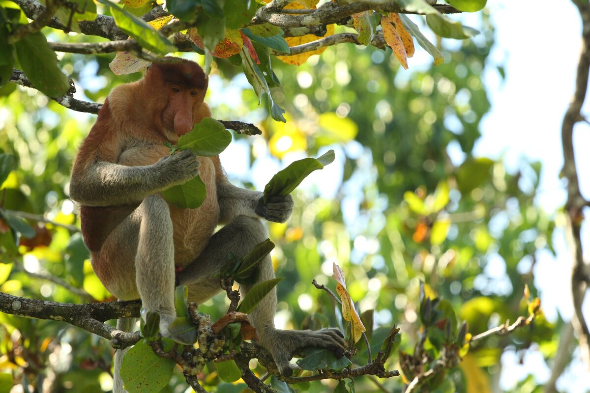 Какой бы листик мне выбрать: этот или этот?