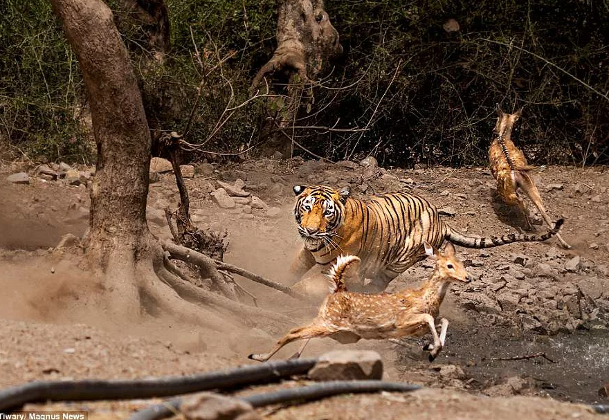 Tigers to hunt big animals. Амурский тигр на охоте. Тигрица на охоте.