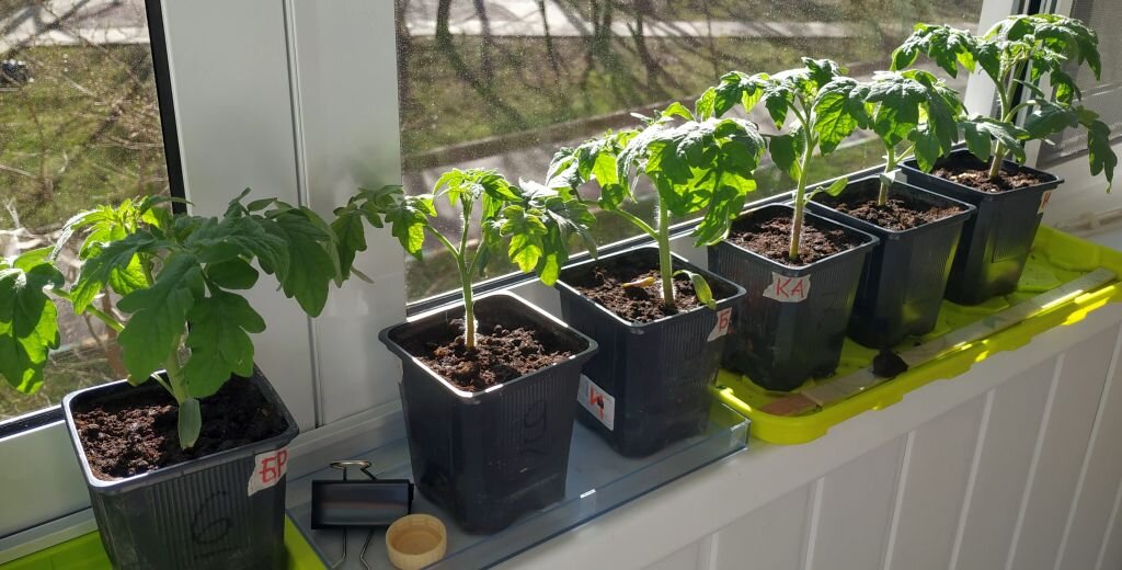 Десять дней после пикировки.