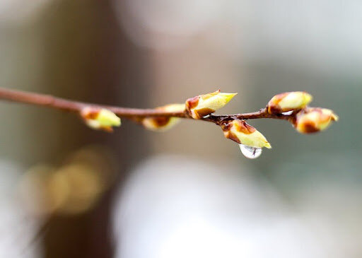 На фото "зеленый конус"