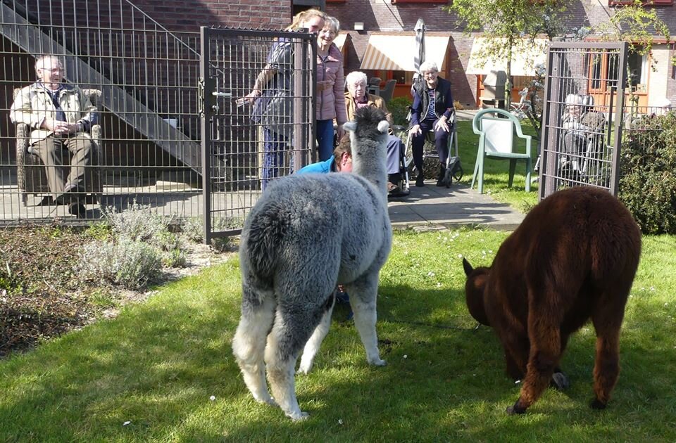 Фото со страницы компании Alpacas Zeelandia https://www.facebook.com/alpacaszeelandia/