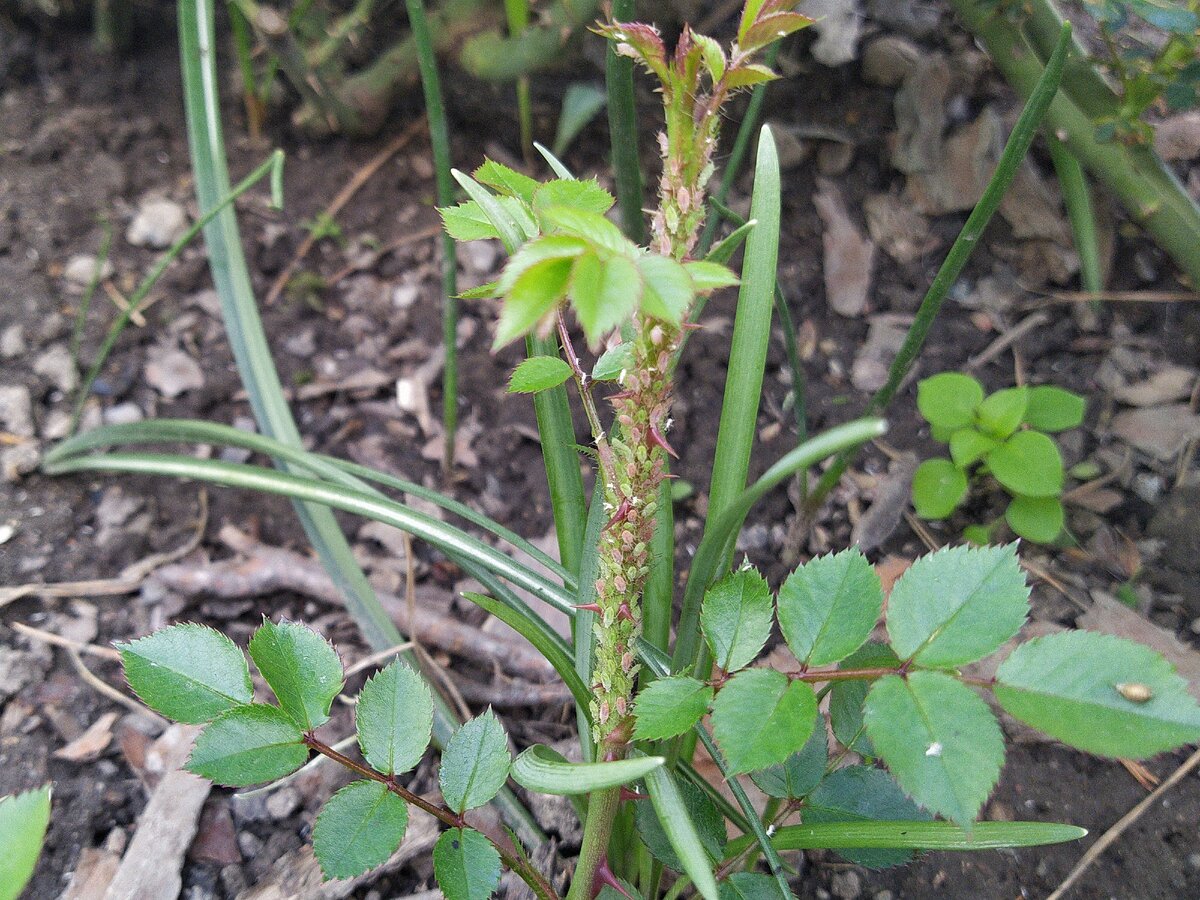 Тля на кусте розы