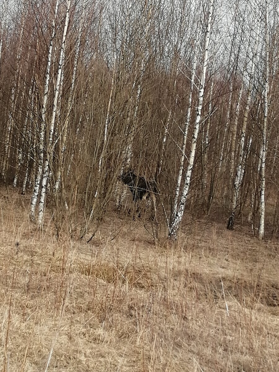 Лось 