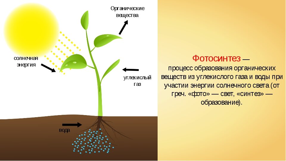 Значение фотосинтеза схема