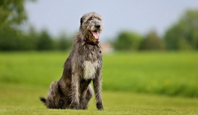 Ирландский волкодав 