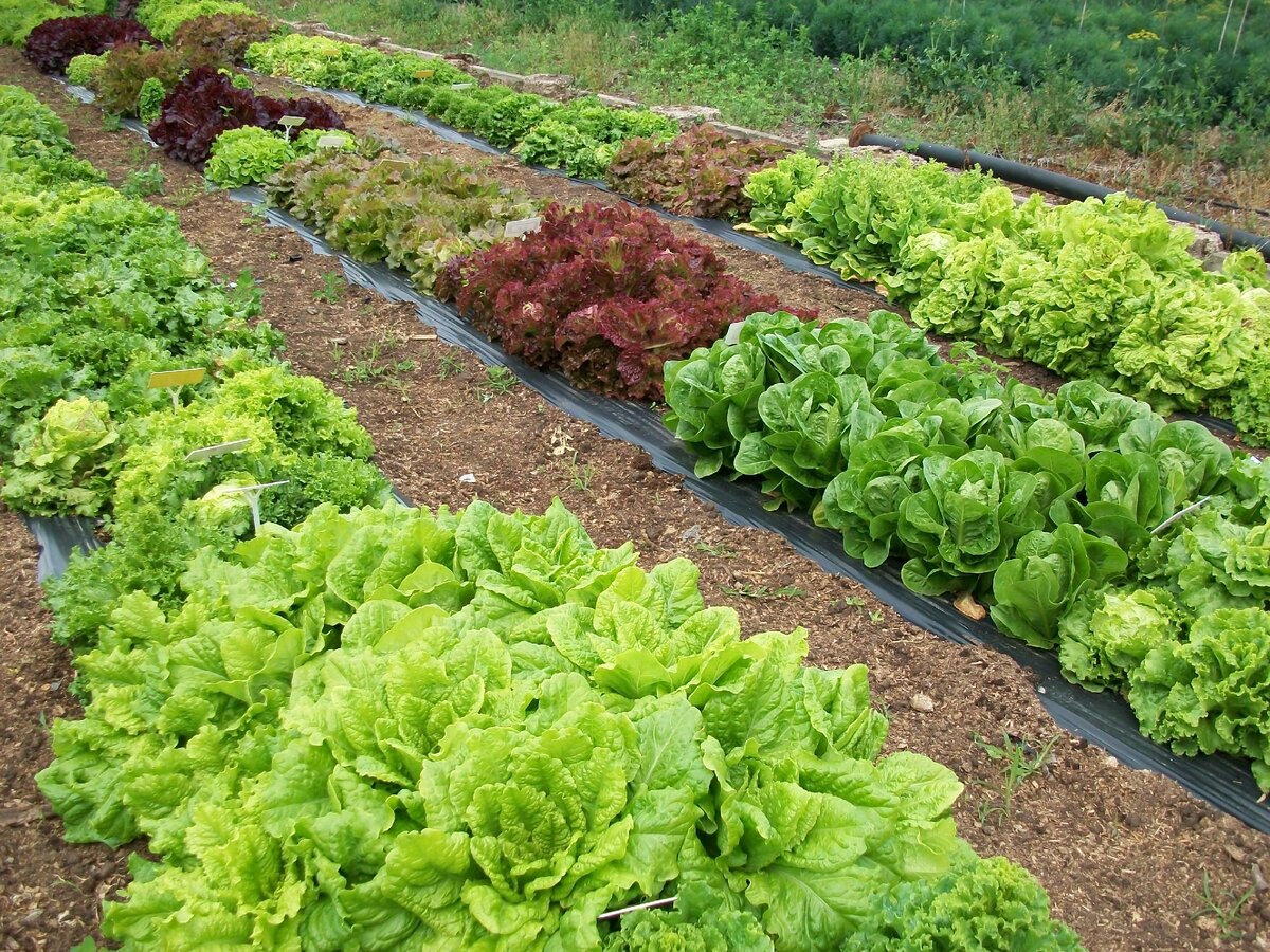 Селекция салата