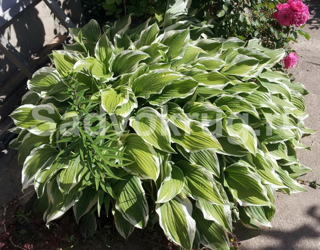 Пестрая красавица