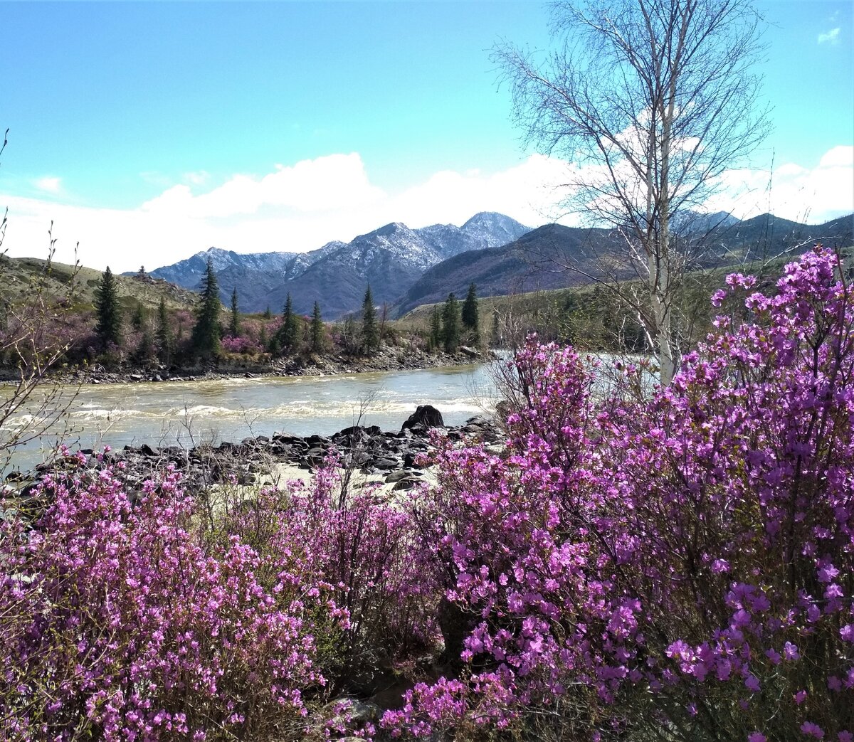 Цветение маральника на Алтае. 2019 год. Здесь и далее - фотографии свои