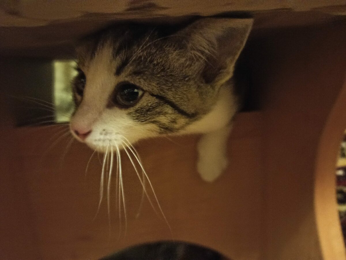 Любопытная морда)