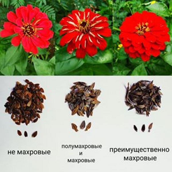 Как выглядят семена цинии фото собирать семена