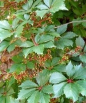 Дикий виноград.